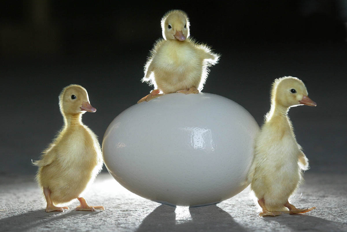 Easter chicks Pennywell farm